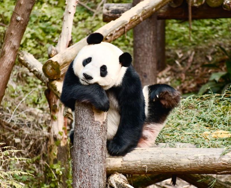 Chengdu